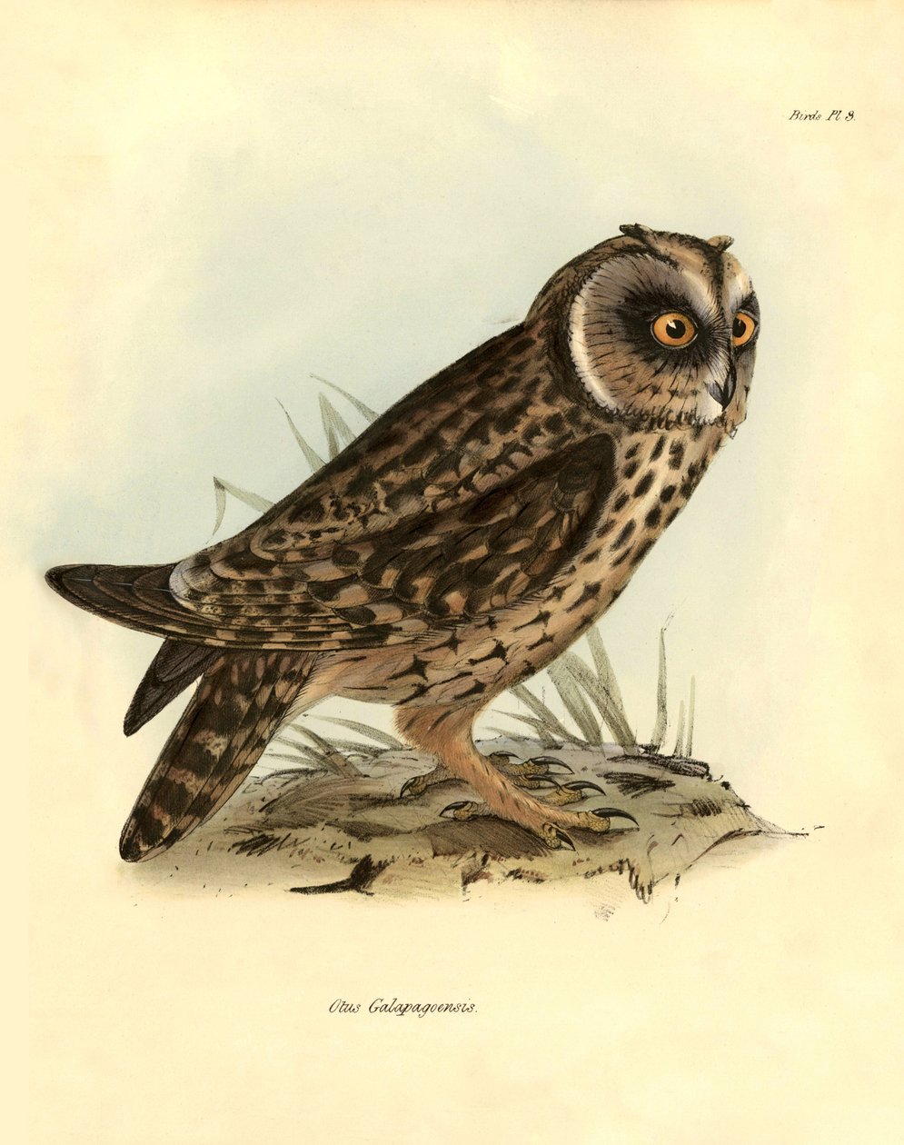 Ornitología: "Otus Galapagoensis" búho de las Galápagos descrito por Charles DarWin (1809-1882) durante su expedición a bordo del Beagle. Lámina de "Birds described by John Gould, with notice of their habits by Charles Darwin". de Unbekannter Künstler