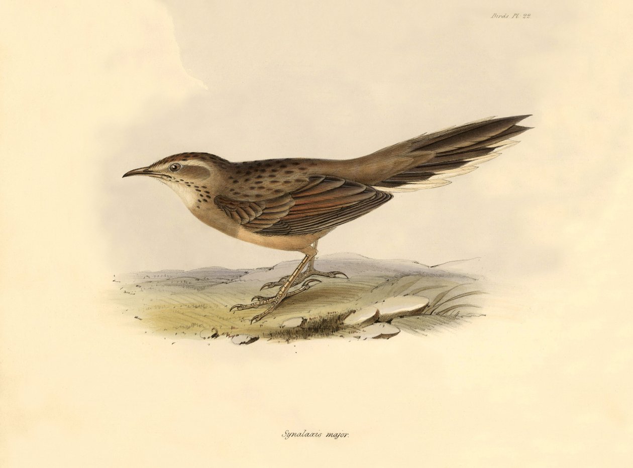 Ornitología: "Synallaxis major" descrita por Charles Darwin durante su expedición a bordo del Beagle. Lámina de "La zoología del viaje del H.M.S. Beagle. Vuelo. III, Aves descritas por John Gould, con notas de Charles Darwin sobre sus hábitos". de Unbekannter Künstler