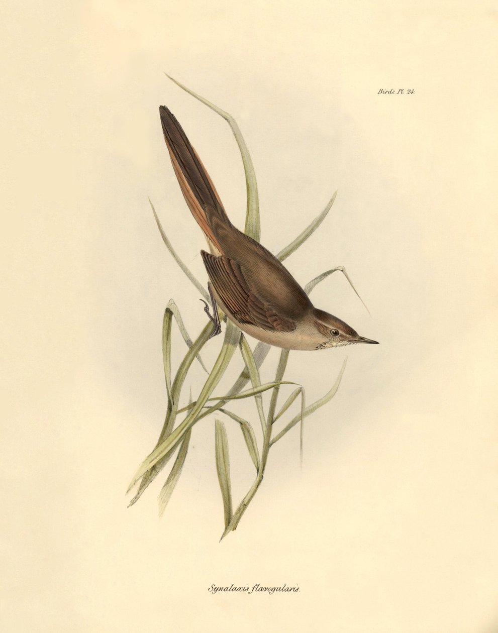 Ornitología: "Synallaxis rufogularis" descrita por Charles Darwin durante su expedición a bordo del Beagle. Lámina de "La zoología del viaje del H.M.S. Beagle. Vuelo. III, Aves descritas por John Gould, con notas de Charles Darwin sobre sus hábitos". de Unbekannter Künstler