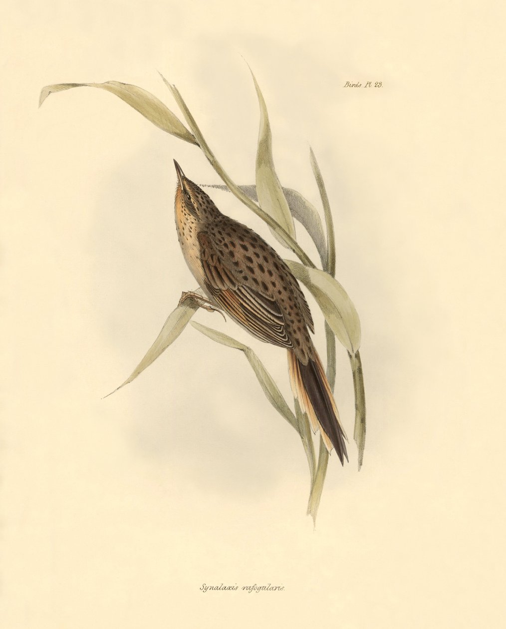 Ornitología: "Synallaxis rufogularis" descrita por Charles Darwin durante su expedición a bordo del Beagle. Lámina de "La zoología del viaje del H.M.S. Beagle. Vuelo. III, Aves descritas por John Gould, con notas de Charles Darwin sobre sus hábitos". de Unbekannter Künstler