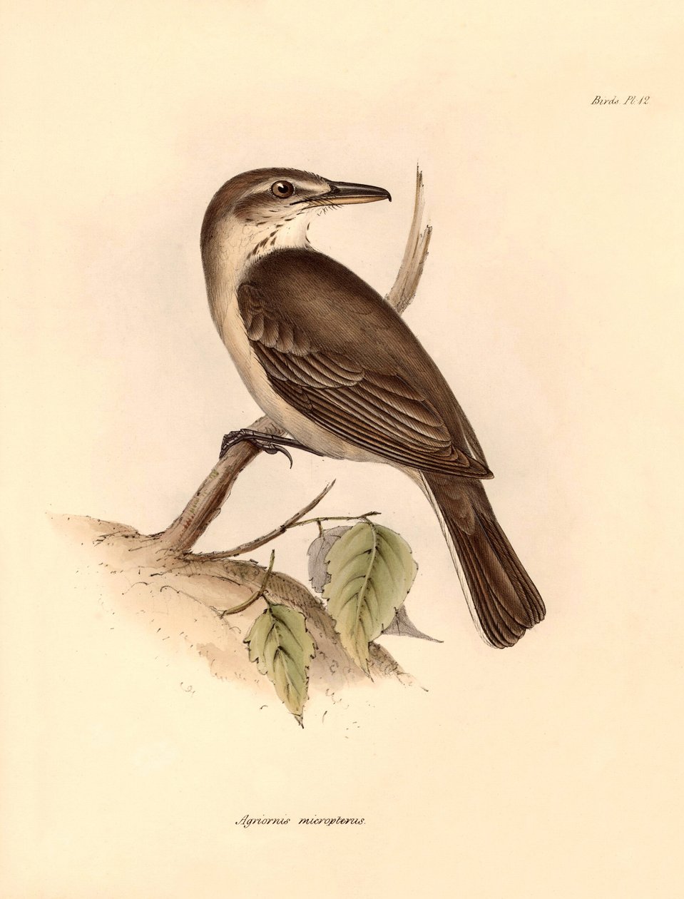 Ornitología: El "Agriornis micropterus" o Gaucho argentino descrito por Charles Darwin durante su viaje de exploración a bordo del Beagle. Lámina de "The Zoology of the voyage of H.M.S. Beagle under the command of Captain Fitzroy during the years 1832 to de Unbekannter Künstler
