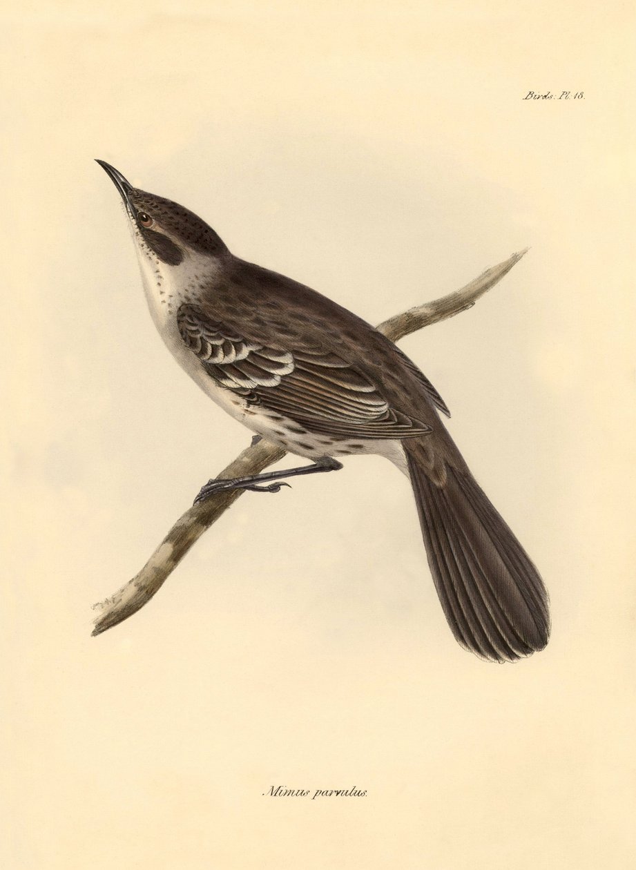 Ornitología: El "Mimus parnilus" de la familia de los burlones descrito por Charles Darwin durante su viaje de exploración a bordo del Beagle. Lámina de "The Zoology of the voyage of H.M.S. Beagle under the command of Captain Fitzroy during the years 1832  de Unbekannter Künstler