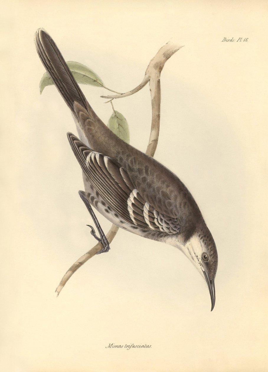Ornitología: El "Mimus trifasciatus" de la familia de los burlones descrito por Charles Darwin durante su viaje de exploración a bordo del Beagle. Lámina de "The Zoology of the voyage of H.M.S. Beagle under the command of Captain Fitzroy during the years 1 de Unbekannter Künstler