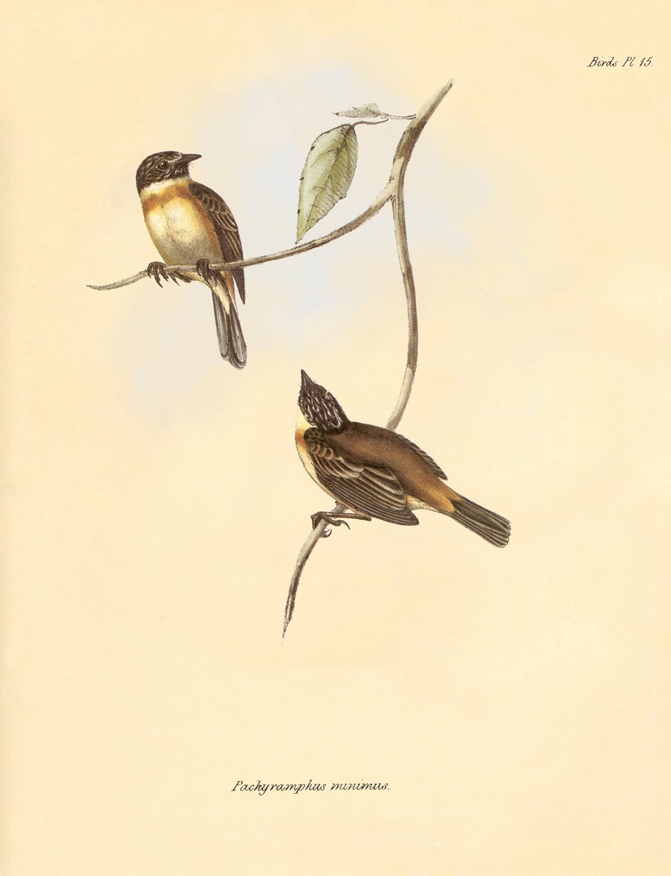 Ornitología: El "Pachyramphus minimus" de la familia de las hayas descrito por Charles Darwin durante su viaje de exploración a bordo del Beagle. Lámina de "The Zoology of the voyage of H.M.S. Beagle under the command of Captain Fitzroy during the years 18 de Unbekannter Künstler