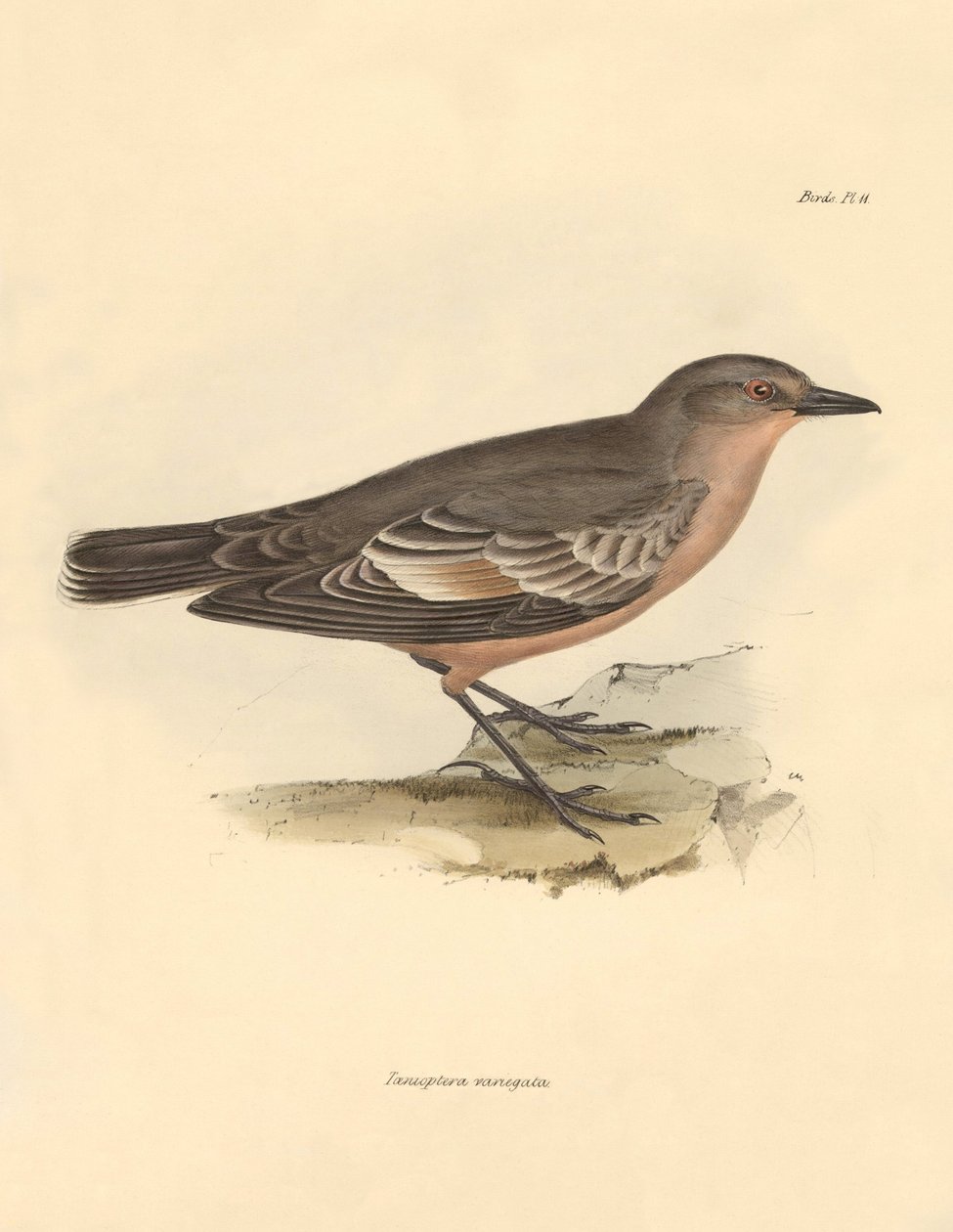 Ornitología: La "Taenioptera variegata" descrita por Charles Darwin durante su viaje de exploración a bordo del Beagle. Lámina de "The Zoology of the voyage of H.M.S. Beagle under the command of Captain Fitzroy during the years 1832 to 1836 edited and supe de Unbekannter Künstler