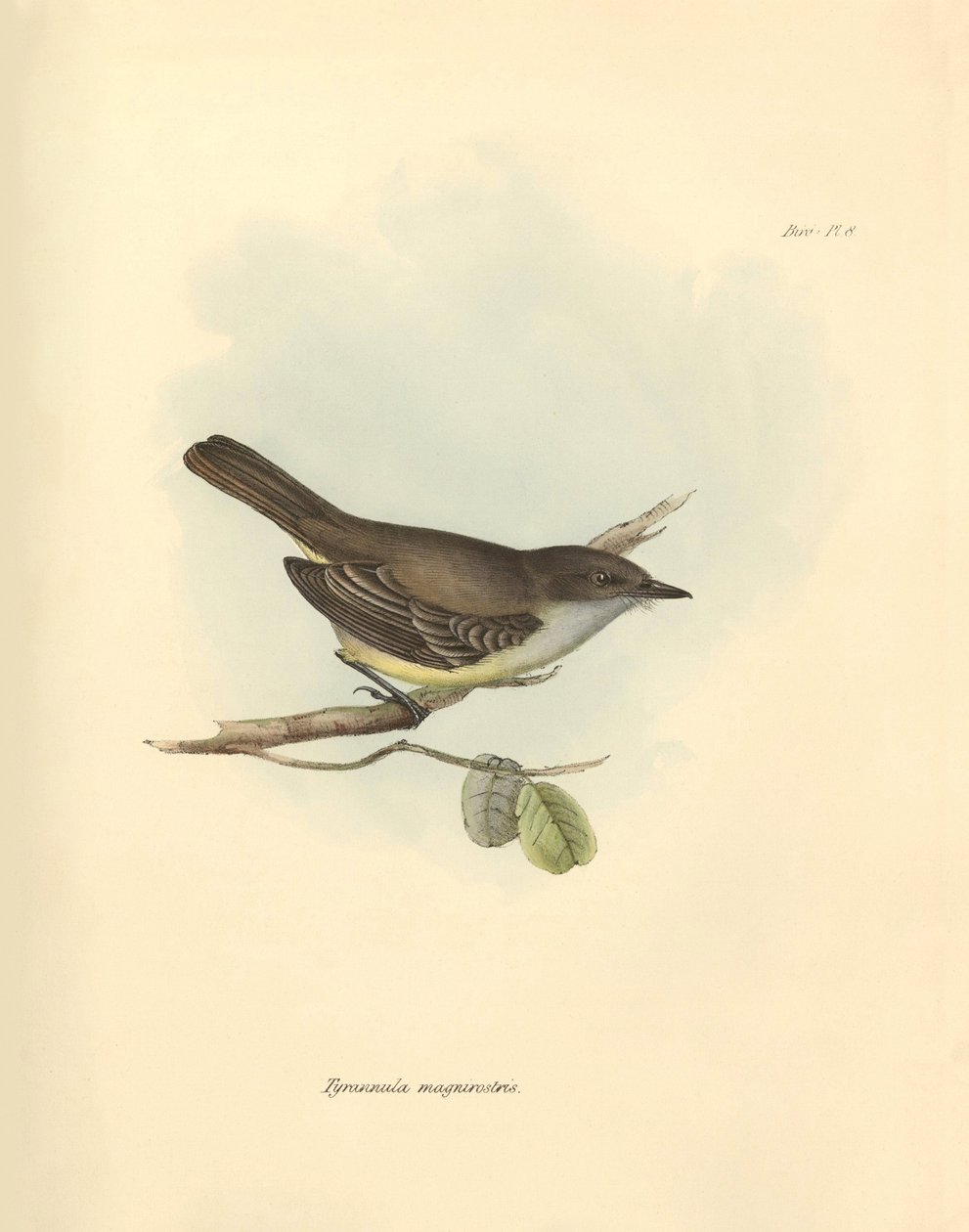 Ornitología: La "Tyrannula magnirostris" de la familia de las aves descrita por Charles Darwin durante su viaje de exploración a bordo del Beagle. Lámina de "The Zoology of the voyage of H.M.S. Beagle under the command of Captain Fitzroy during the years 1 de Unbekannter Künstler