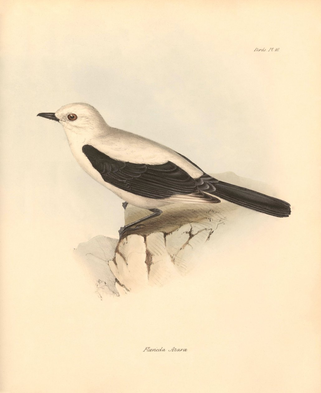 Ornitología: La "fluvicola azarea" o papamoscas descrita por Charles Darwin durante su viaje de exploración a bordo del Beagle. Lámina de "The Zoology of the voyage of H.M.S. Beagle under the command of Captain Fitzroy during the years 1832 to 1836 edited" de Unbekannter Künstler