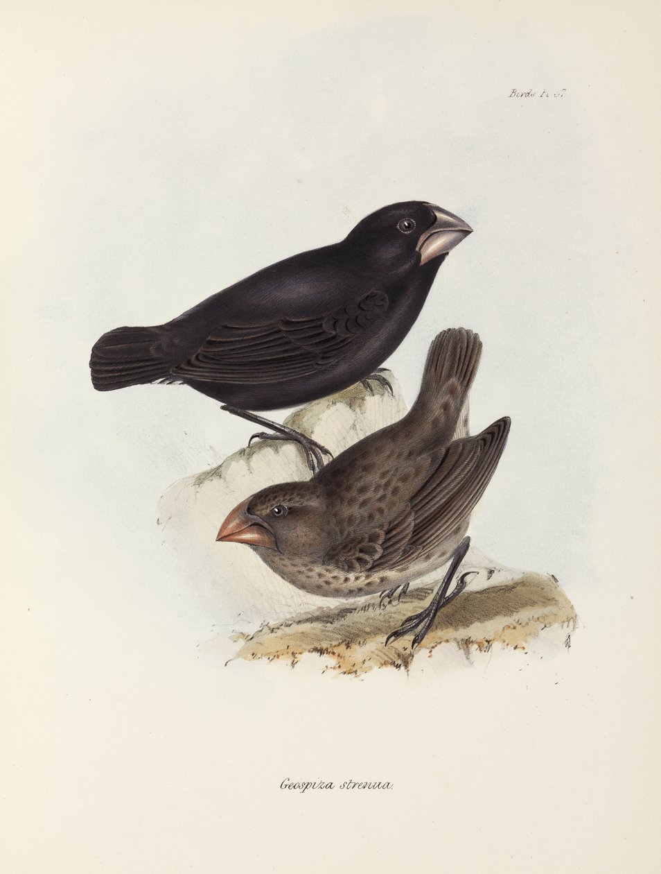Pareja de pinzones, Islas Galápagos, c. 1832-1836 de Unbekannt