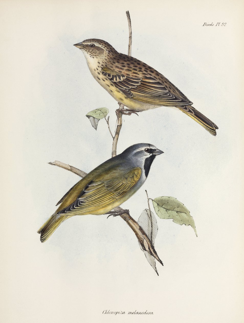 Pareja de gorriones o pinzones, c. 1832-1836 de Unbekannt