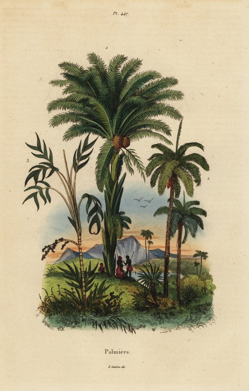 Palmeras: palmera datilera, Phoenix dactylifera 1, especie Attalea 2, y especie Geonoma 3 de Unbekannt