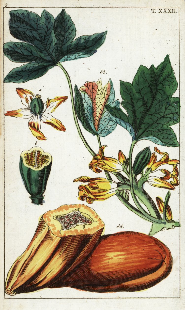 Fruta, sección, flores y hojas de papaya, Carica papaya. de Unbekannter Künstler