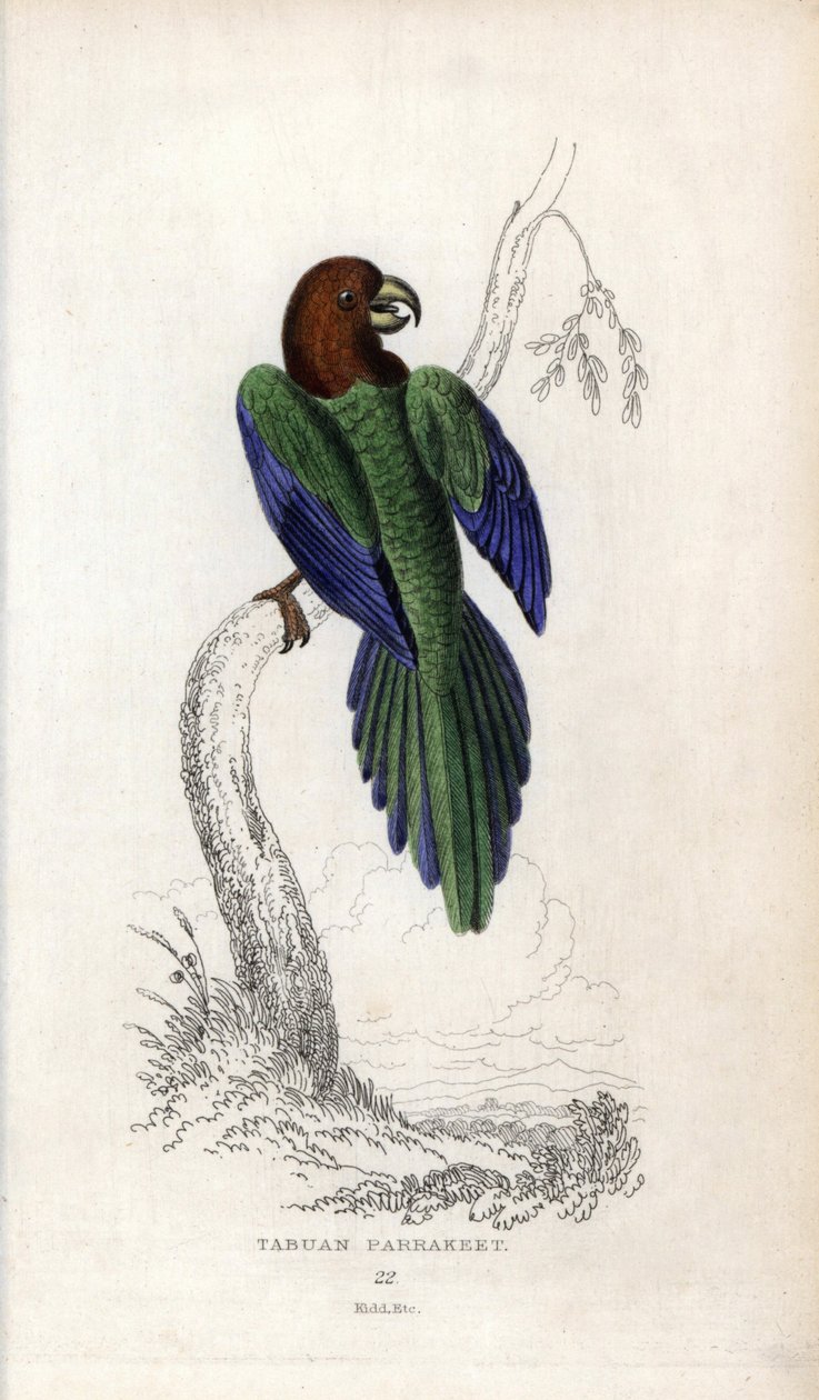 Periquito pumpadour, Prosopeia tabuensis. Psittacus tabuensis. Litografía de Joseph Kidd, basada en un dibujo de John Audubon, en Miscellany of Natural History: Parrots, Sir Thomas DiK Lauder and Captain Thomas Brown, publicada en Edimburgo, Escocia, en 18 de Unbekannter Künstler