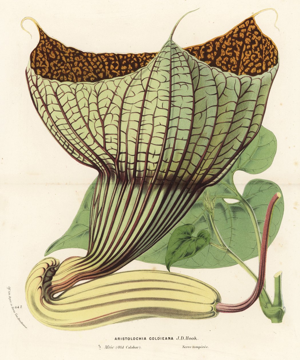 Pararistolochia goldieana (Aristolochia goldieana). Litografía coloreada a mano de la obra de Louis van Houtte y Charles Lemaire Flores de los jardines e invernaderos de Europa, Flore des Serres et des Jardins de l