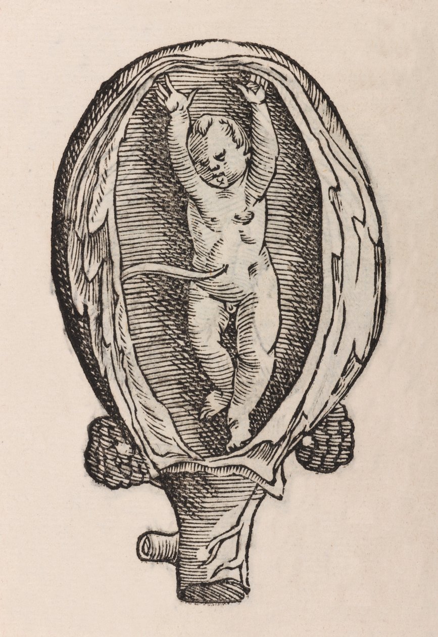 Partus non naturalis manibus funra canut porrectie de Unbekannt