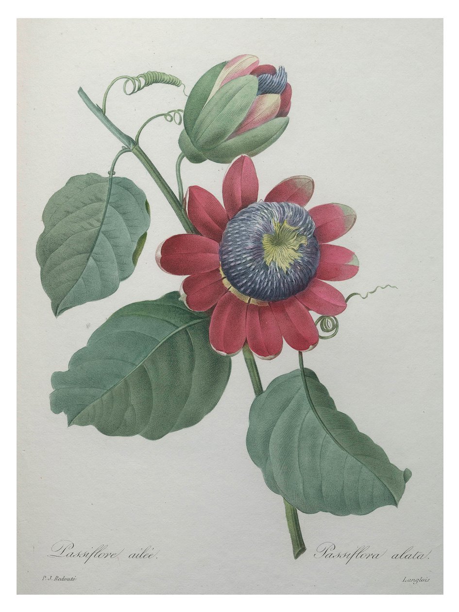 Flor de la Pasión de Unbekannt