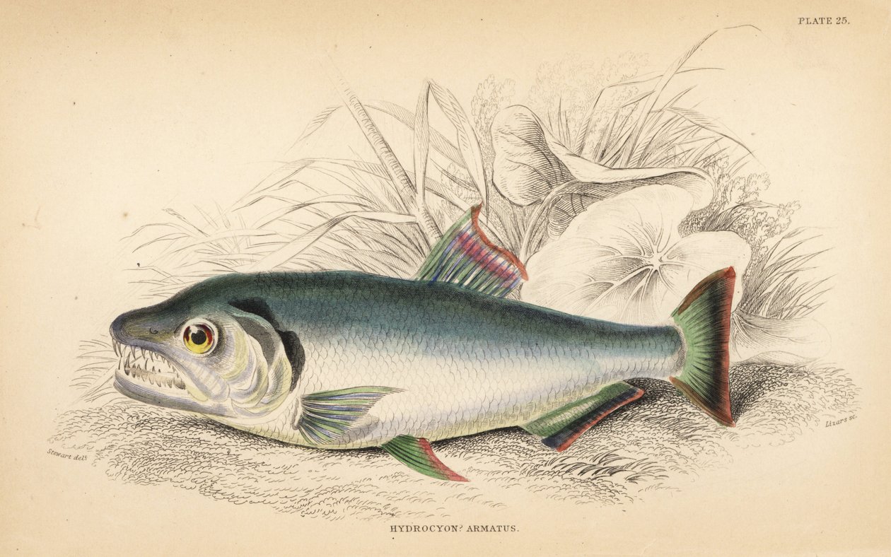Payara, Hydrolycus armatus (Hidroción de dientes fuertes, Hydrocyon armatus). Grabado en acero coloreado a mano por W.H. Lizars a partir de una ilustración de James Stewart de Fishes of Guiana de Robert Schomburg, parte de la Naturalist