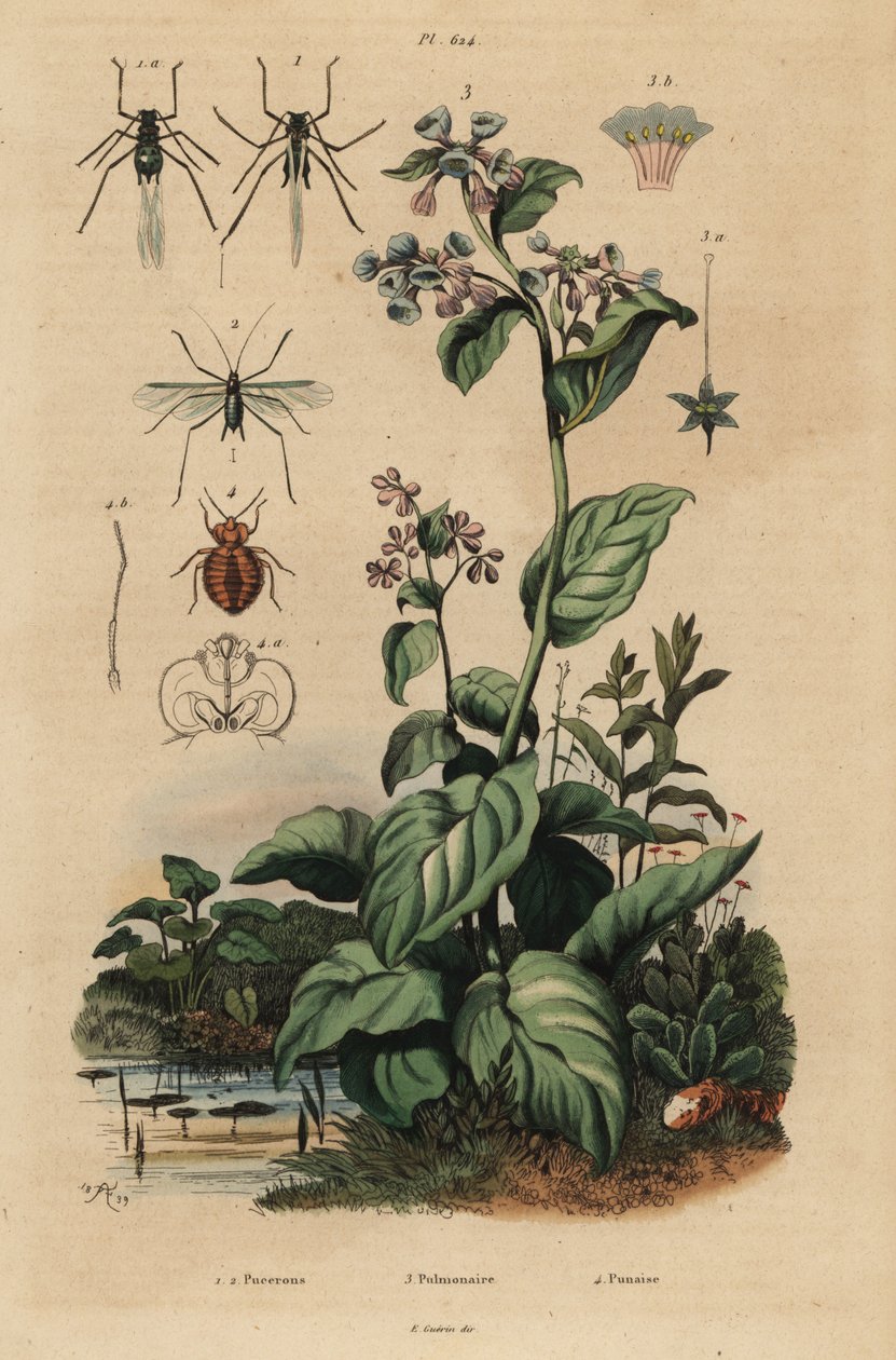 Pulgón del melocotonero, Myzus persicae 1, pulgón de la rosa, Macrosiphum rosae 2, campanillas de Virginia, Mertensia pulmonarioides 3, y chinche de cama, Cimex lectularius 4 de Unbekannt