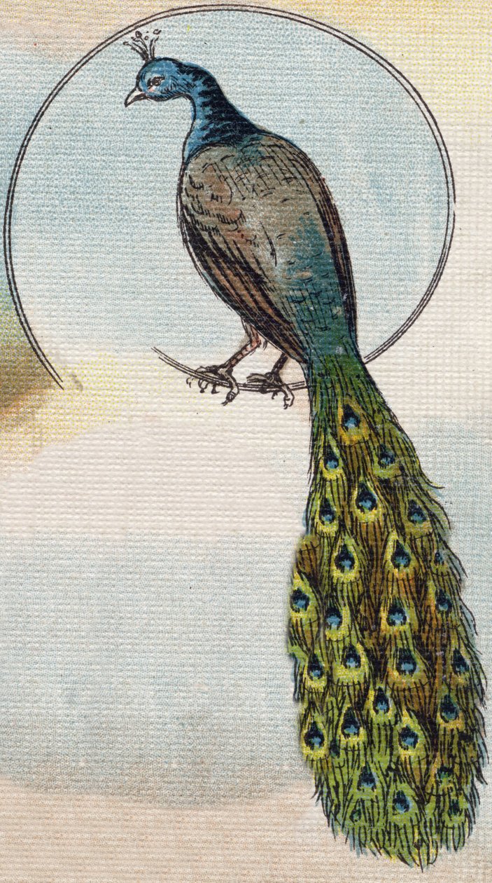 Pavo real. Grabado en "Alphabet de ma petite fille". Bernardin-Bechet y Fils, libreros-editores, París, alrededor de 1895. Álbum irrompible sobre lienzo. Biblioteca de Bebés. 12 páginas. Álbum que contiene un método de lectura y un abecedario ilustrado. Di de Unbekannt