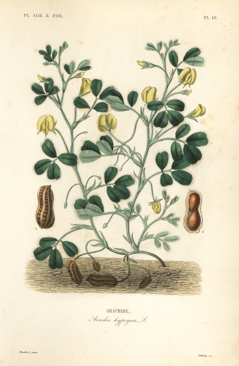 Cacahuete o maní, Arachis hypogaea de Unbekannt