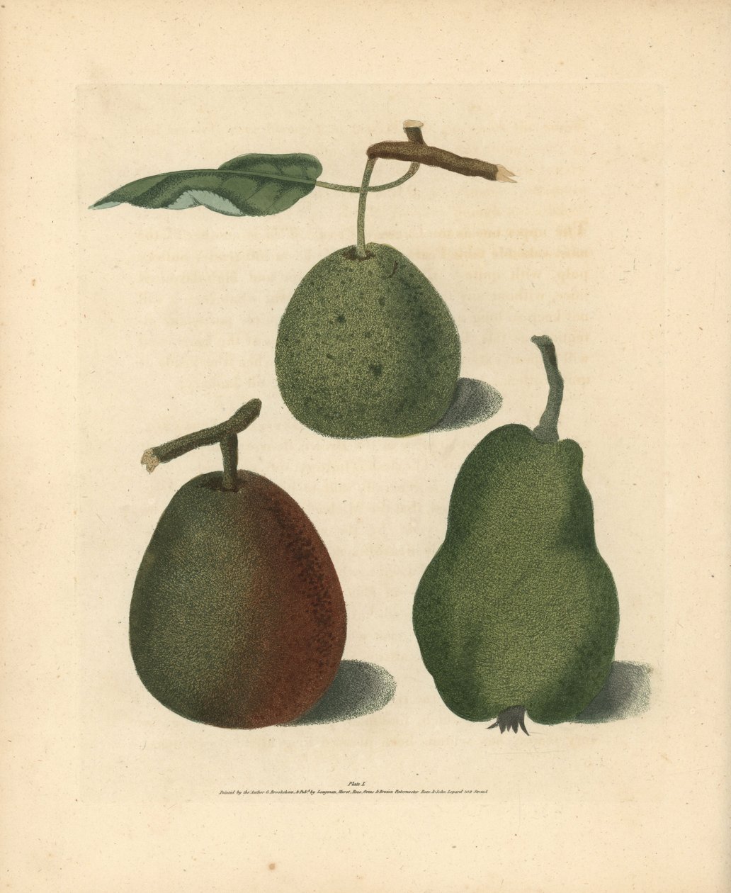 Variedades de pera, Pyrus communis: Cressan, Gansell