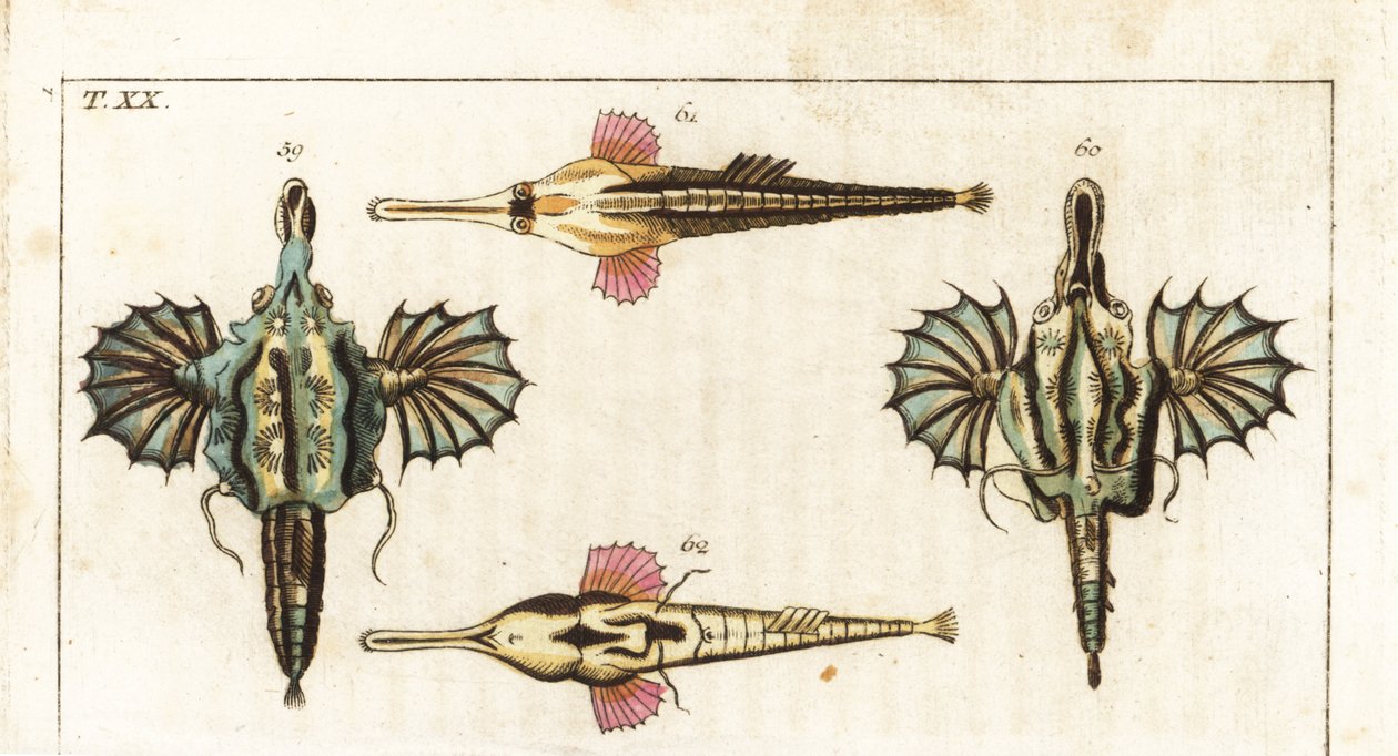 Pegase (o pez dragón pequeño) - pez mariposa de cola larga - Pez dragón corto, Eurypegasus draconis 59,60, y pez mariposa de cola larga, Pegasus volitans 61,62. Grabado en cobre coloreado a mano de la Enciclopedia de Historia Natural de Gottlieb Tobias Wil de Unbekannter Künstler