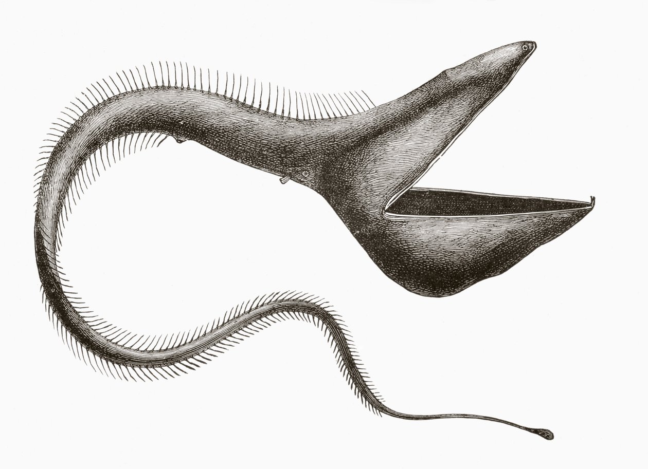 Anguila pelícano o Eurypharynx pelecanoides, un pez de aguas profundas raramente visto por humanos, de 