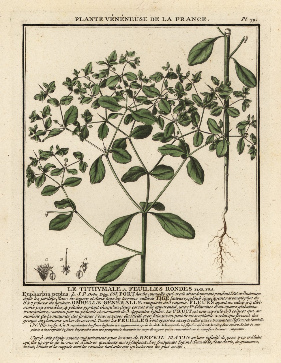 Pequeño tártago, Euphorbia peplus. de Unbekannter Künstler