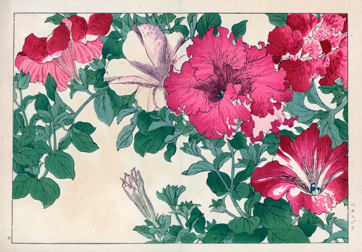 Variedad de petunia (rosa y blanca). Variedades de petunia. Grabado en madera coloreado a mano de la obra de Konan Tanigami "Seiyou Sokazufu" (Álbum pictórico de plantas y flores occidentales: verano), Unsodo, Kioto. de Unbekannter Künstler