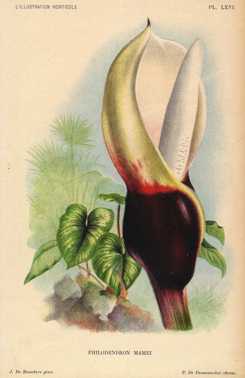 Philodendron mamei con inflorescencia blanca y rojo sangre. Planta exótica tropical. Ilustración de J. de Bosschere, litografía de P.de Pannemaeker, publicada hacia 1880 en Gante (Bélgica), en L