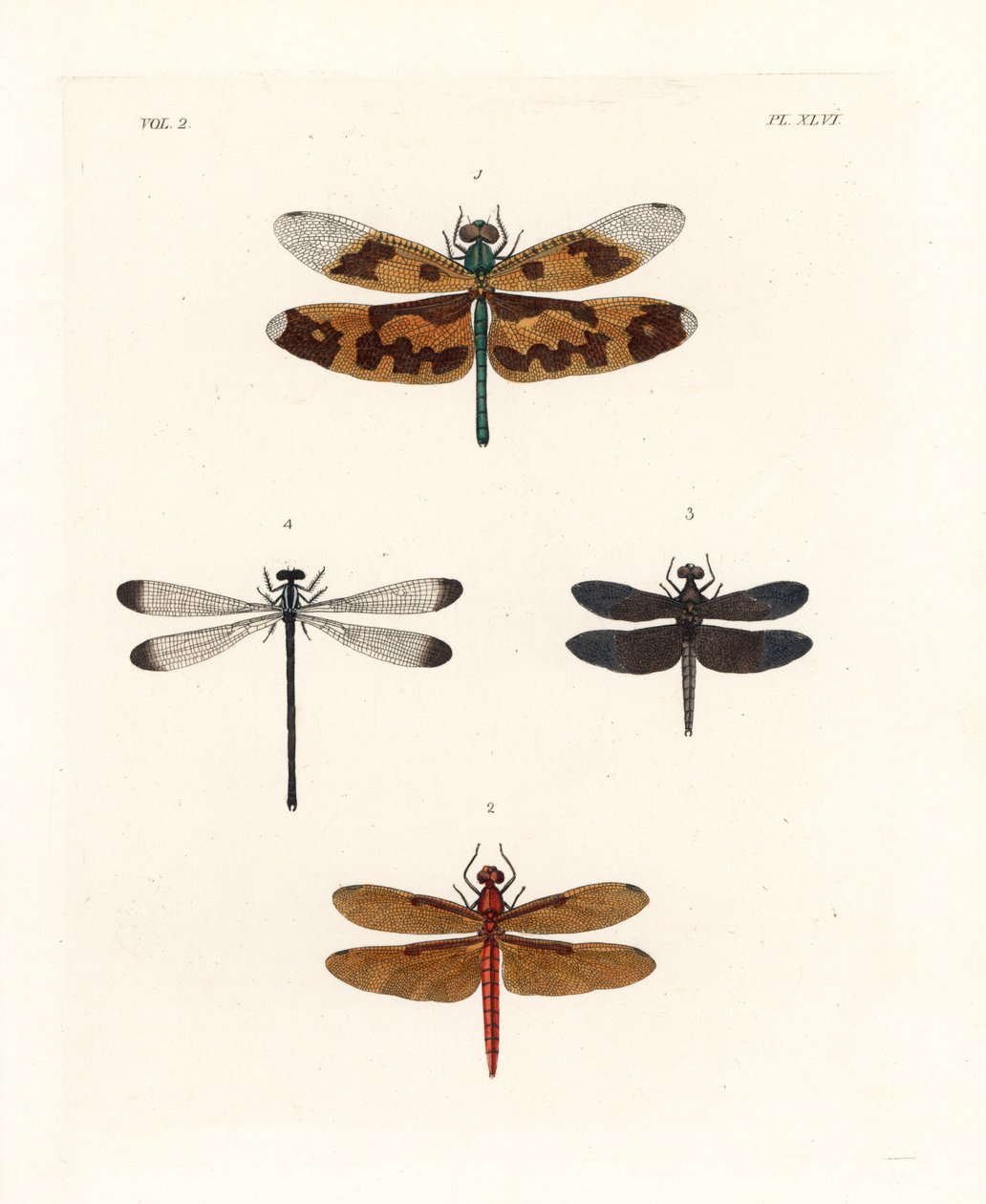 Libélula de ala pintada, Rhyothemis variegata 1, rayador forestal fulviforme, Neurothemis fulvia 2, rayador de los arrozales, Neurothemis tullia 3, y damisela sombría, Palaemnema paulina 4. Litografía coloreada a mano de la nueva edición de John O. Westwoo de Unbekannter Künstler