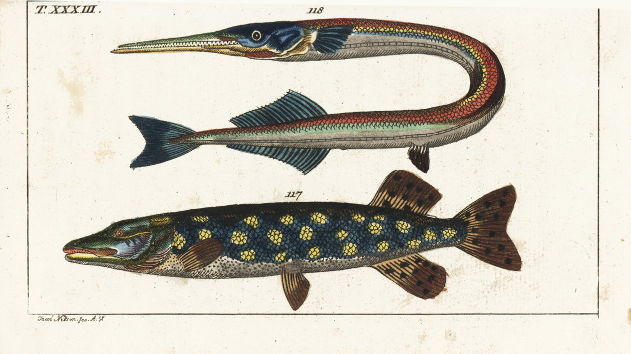 Lucio (o lucio boreal) - Orphia - Lucio boreal, Esox lucius 117, y aguja de mar o garfish, Belone belone 118. Grabado en cobre coloreado a mano según Jacob Nilson de la Enciclopedia de Historia Natural de Gottlieb Tobias Wilhelm: Peces, Augsburgo de Unbekannter Künstler