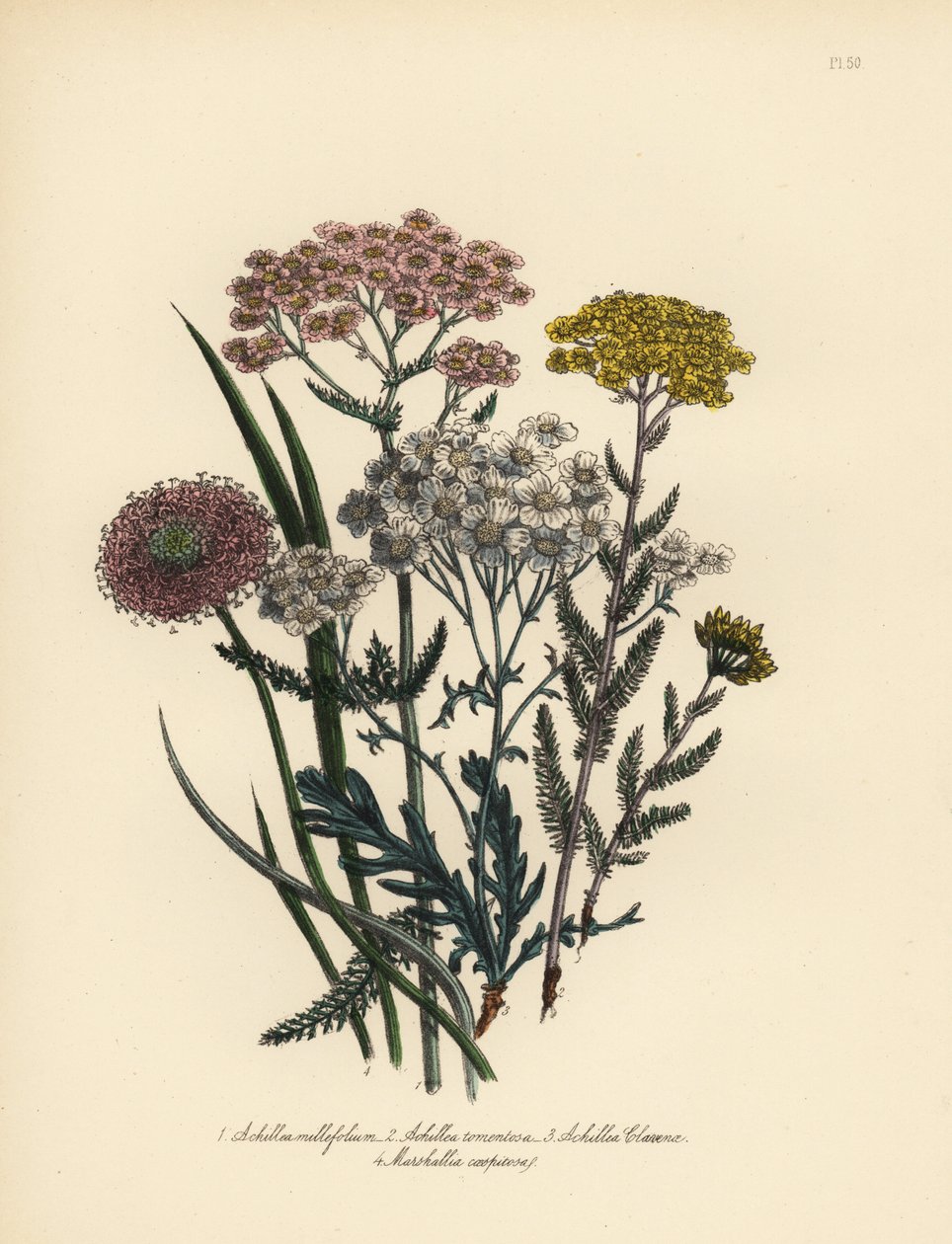 Milenrama de flor rosa, Achillea milfolium, milenrama dorada, Achillea tomentosa, milenrama de hoja plateada de Clavena, Achillea clavenae, y marshallia copetuda, Marshallia caespitosa. Cromolitografía realizada a mano por Henry Noel Humphreys a partir de  de Unbekannter Künstler