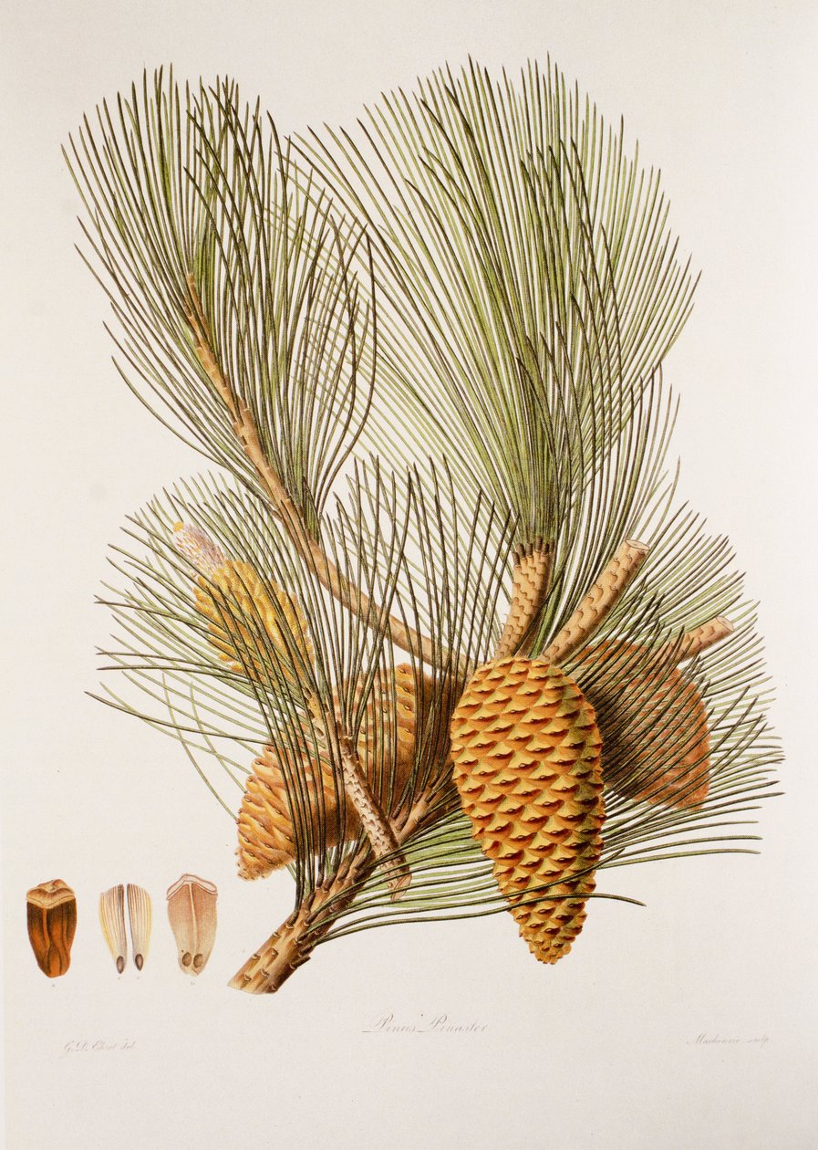 Pinus pinaster/Pino marítimo de Unbekannt