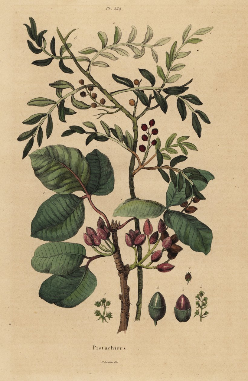 Árbol de pistacho, Pistacia vera de Unbekannt