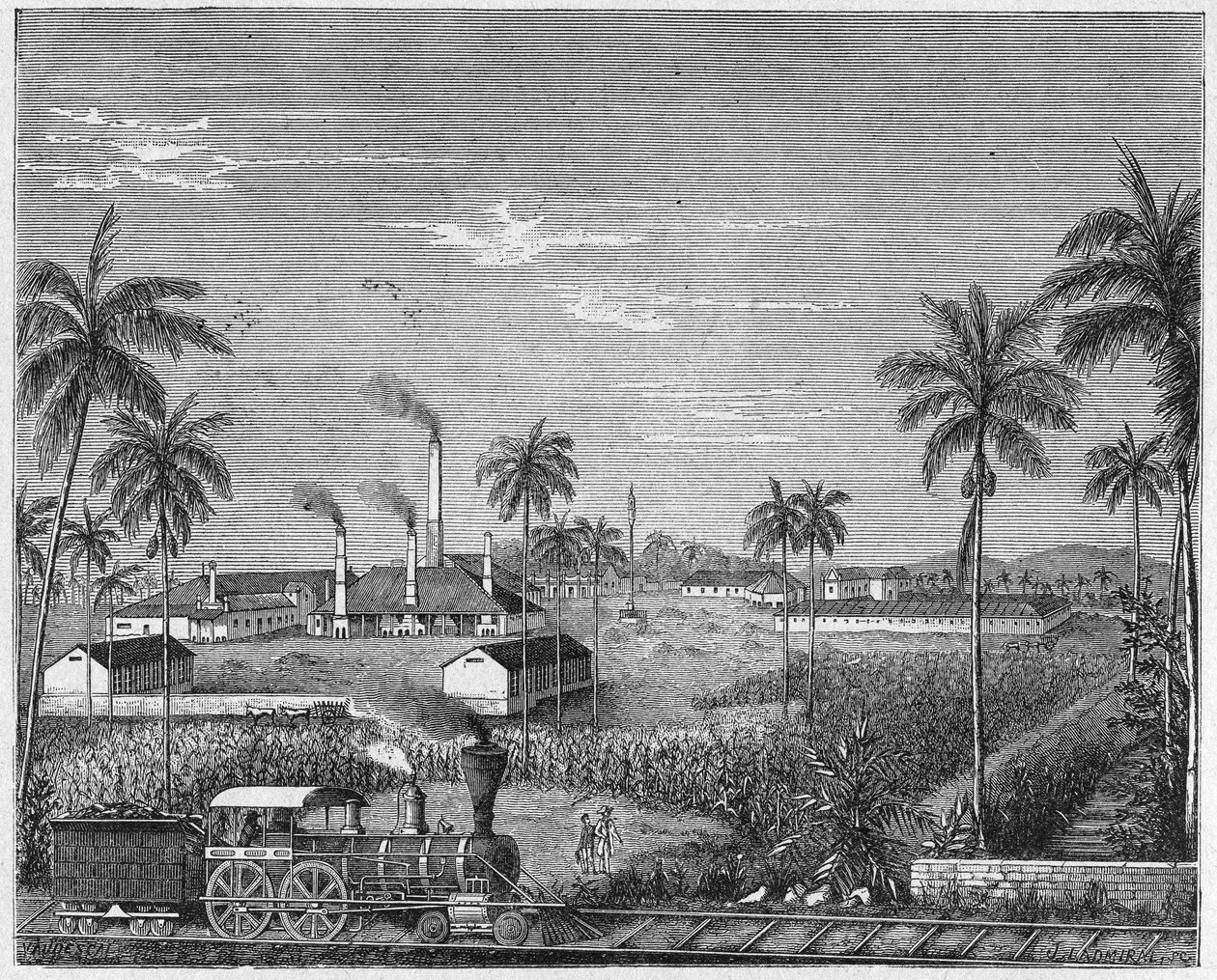 Plantación de caña de azúcar en Cuba, c.1880 (grabado) de Unbekannter Künstler