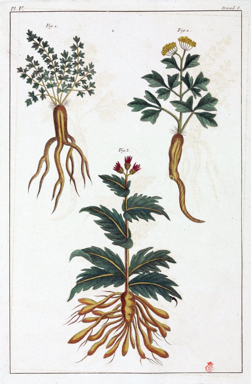 Plantas medicinales, China de Unbekannt
