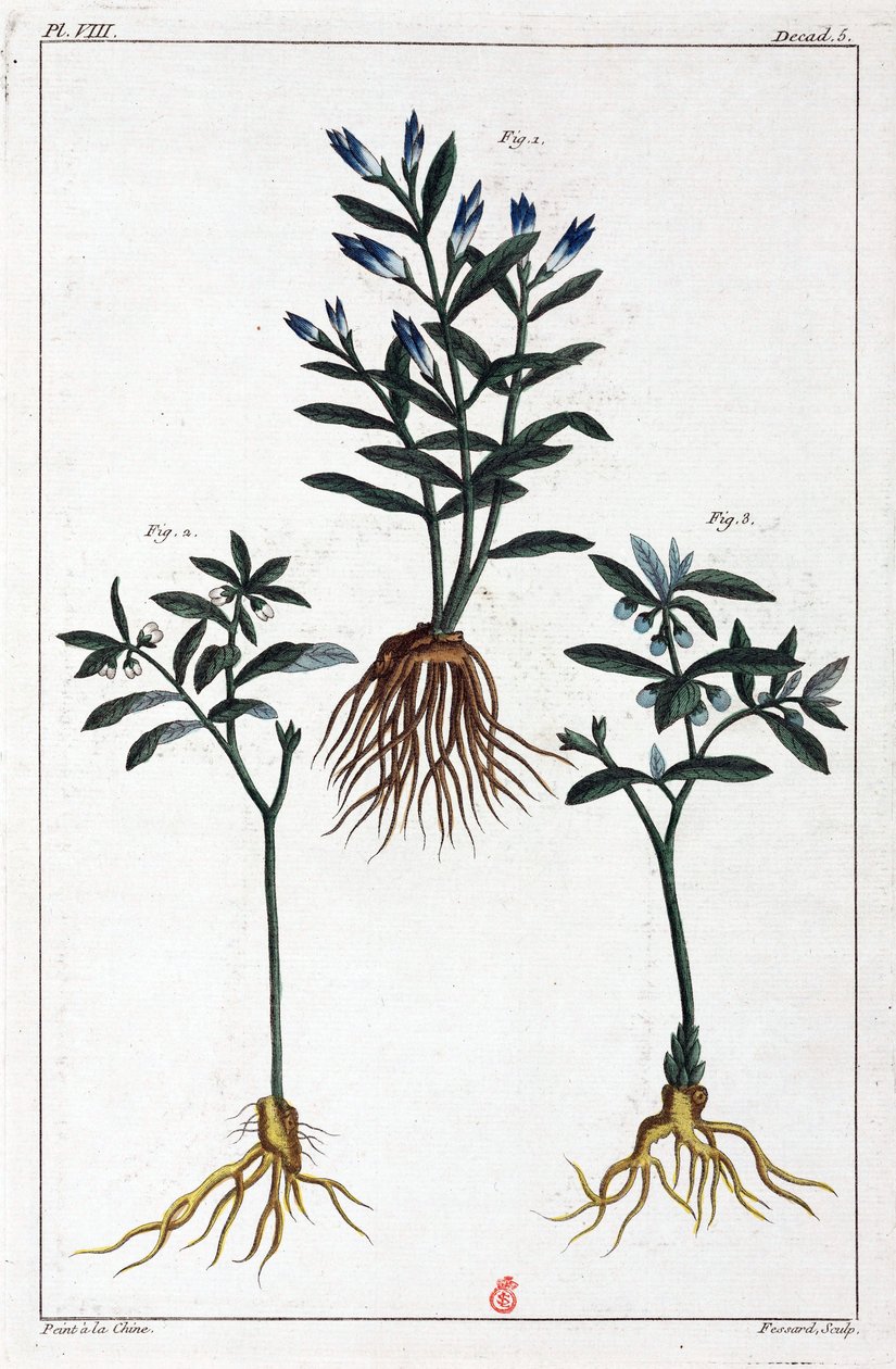 Plantas medicinales, China de Unbekannt