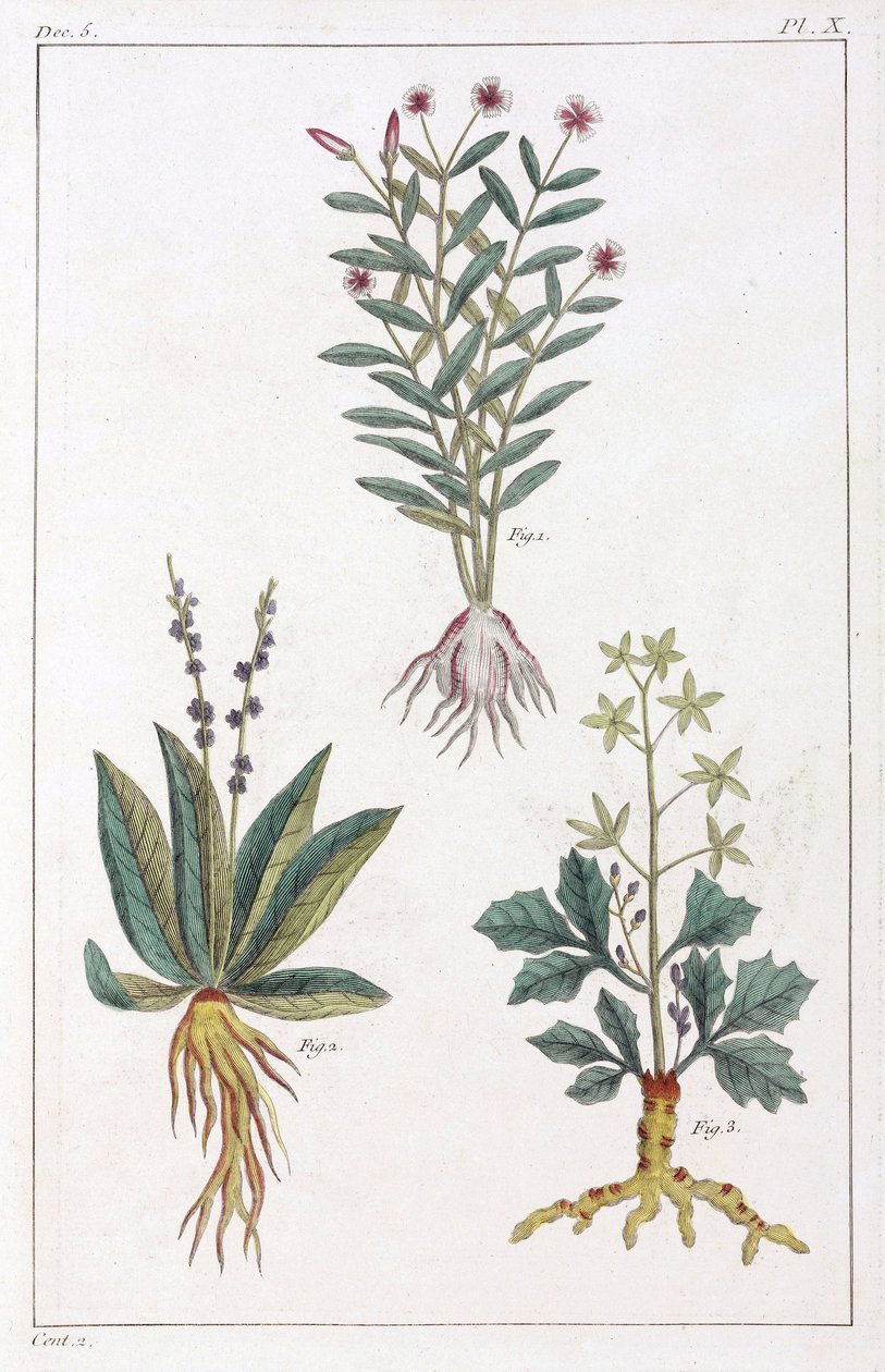 Plantas medicinales, China de Unbekannt