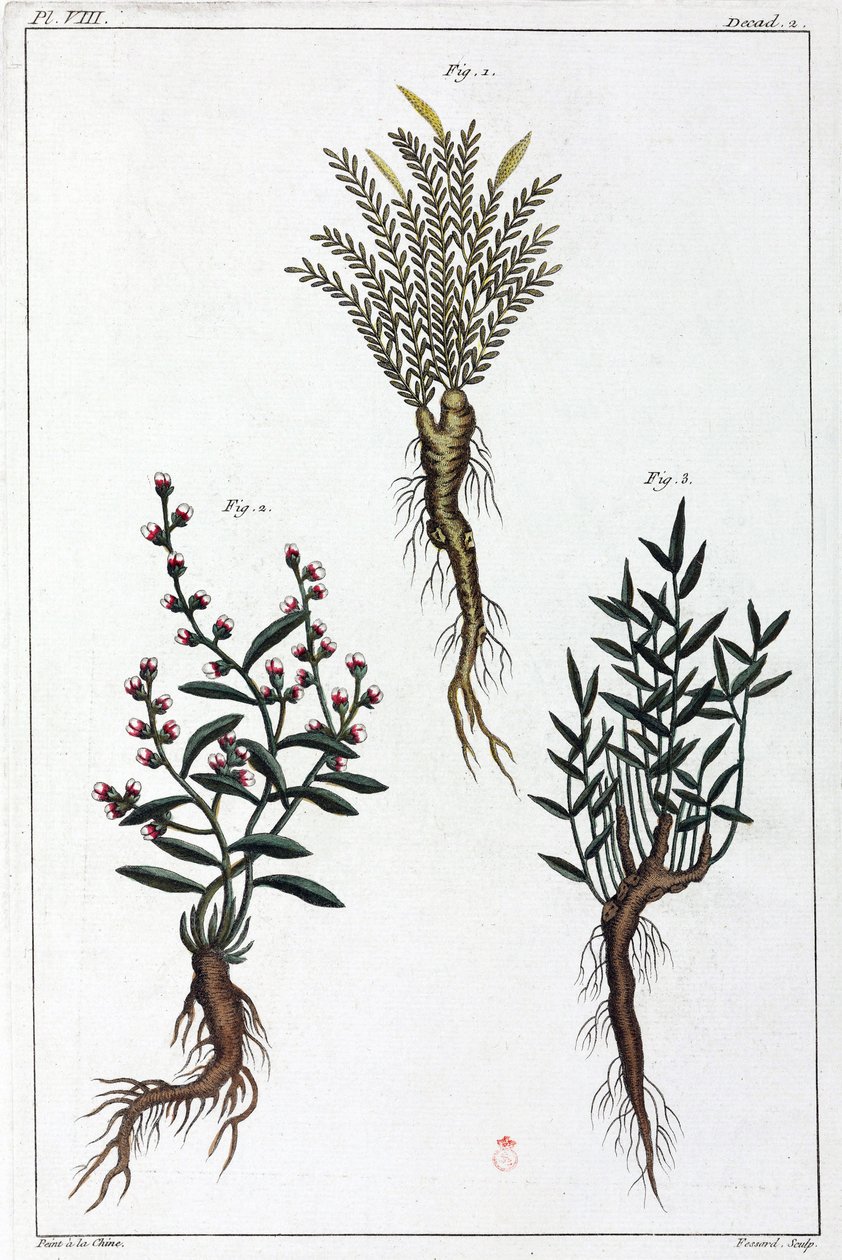 Plantas medicinales, China de Unbekannt