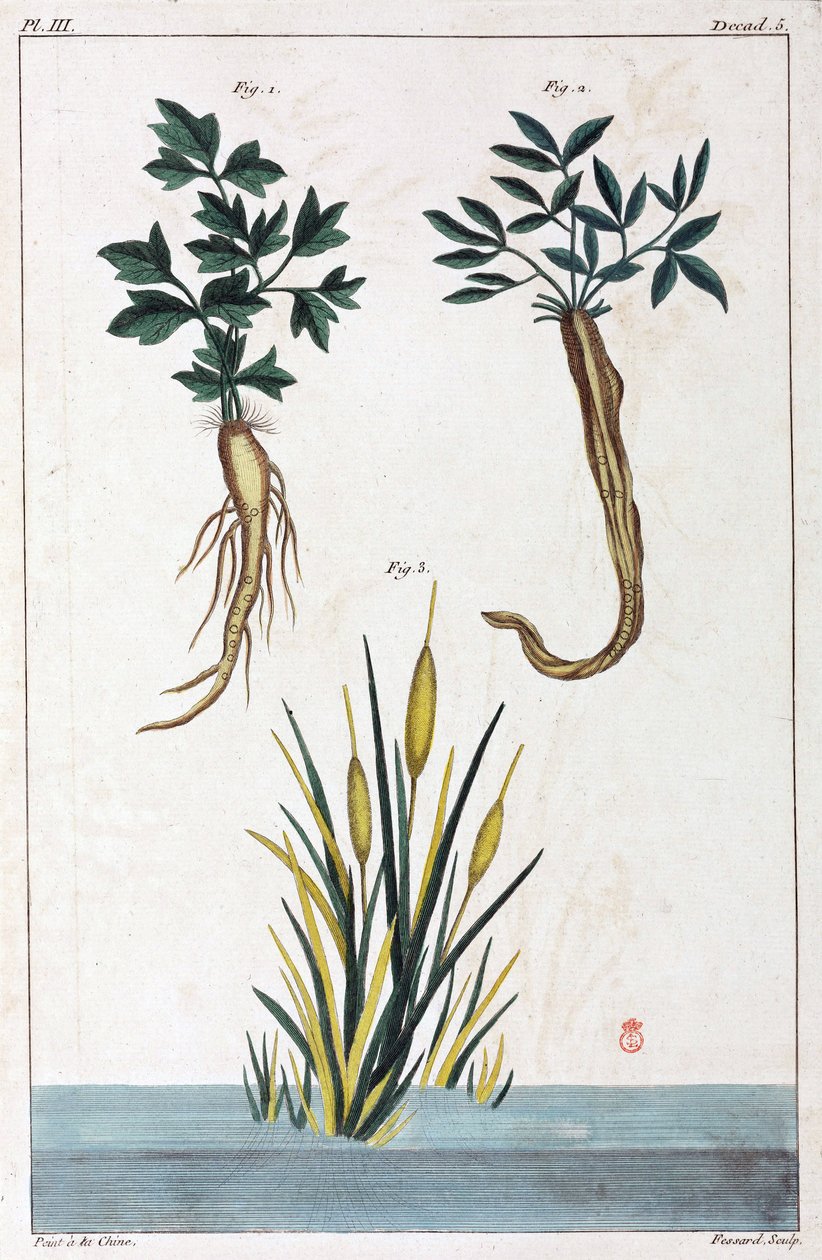 Plantas medicinales, China de Unbekannt