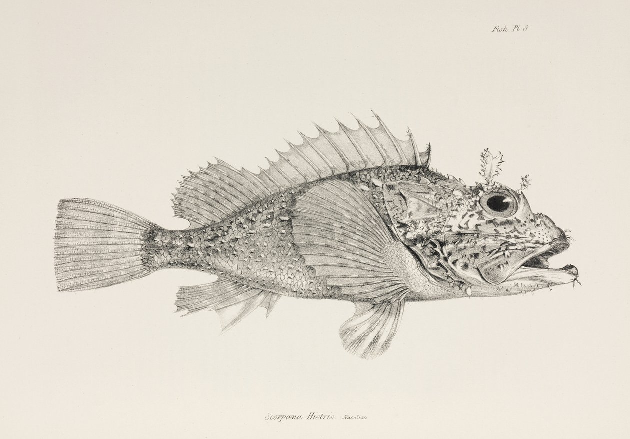 Jugador de cabracho, c 1832-1836 de Unbekannter Künstler