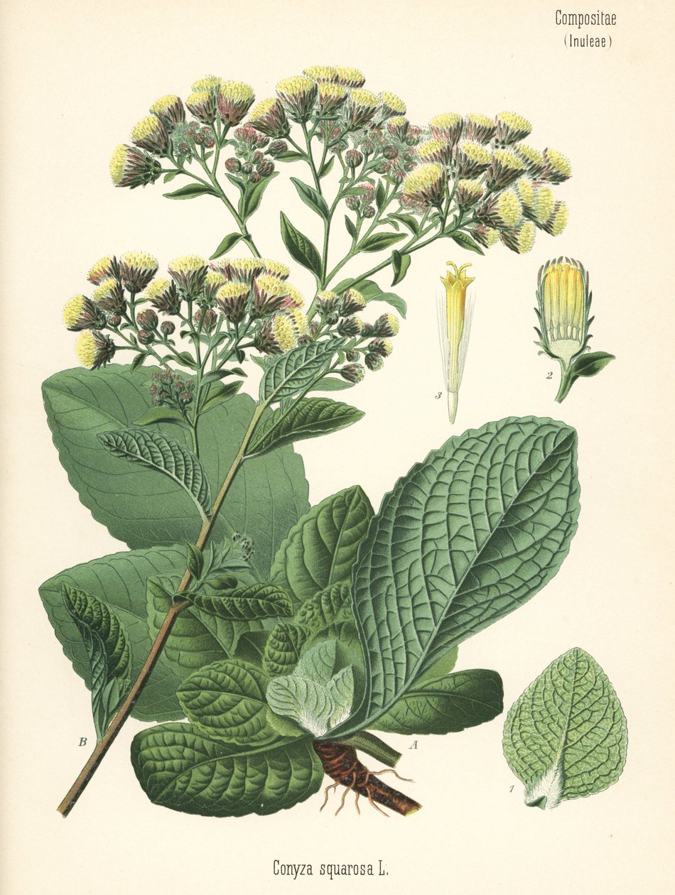 Nardo del arador, Inula conyza (Conyza squarrosa). Cromolitografía según una ilustración botánica de Hermann Adolph Koehler