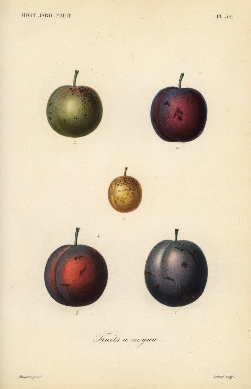 Ciruelas y pasas, Prunus domestica de Unbekannt