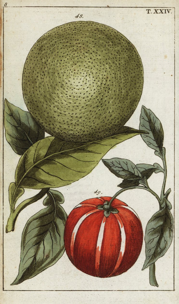 Pomelo o pummelo, Citrus maxima. de Unbekannter Künstler