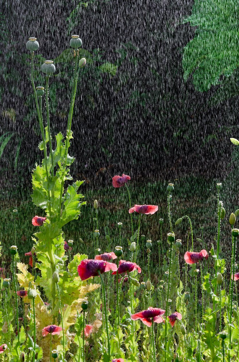Flores y cabezas de semilla de amapola (Papaver somniferum) en un chaparrón de verano, Gower, Gales del Sur (foto) de Unbekannter Künstler