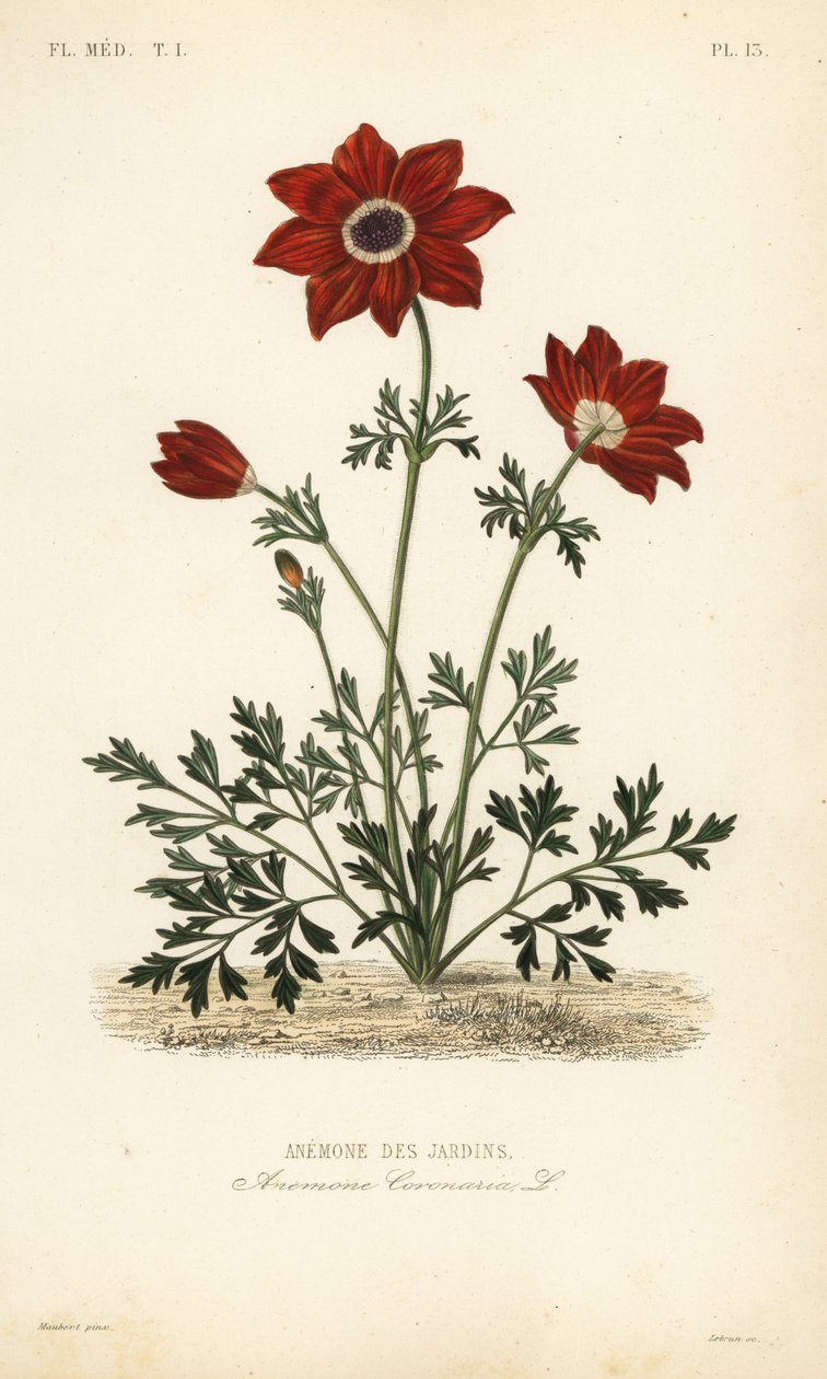 Anémona de jardín o caléndula española, Anemone coronaria, Anémona de jardines de Unbekannt