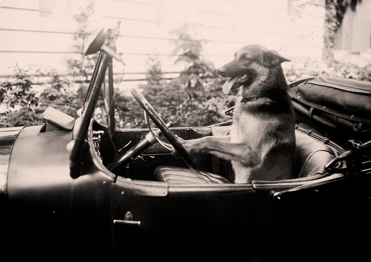Perro policía premiado Alex al volante de un coche de Alec Hunter