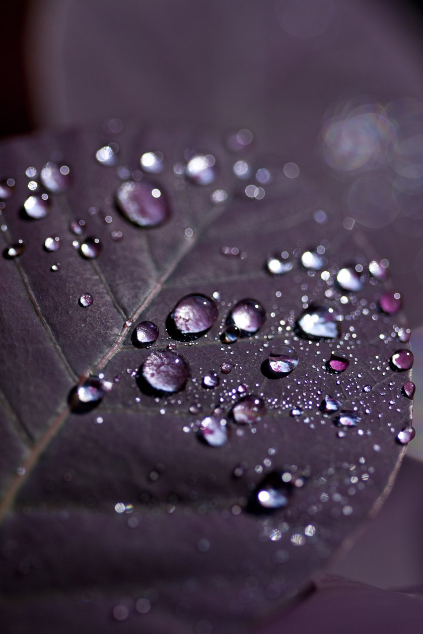 Purple Leaves II (fotografía) de Unbekannter Künstler