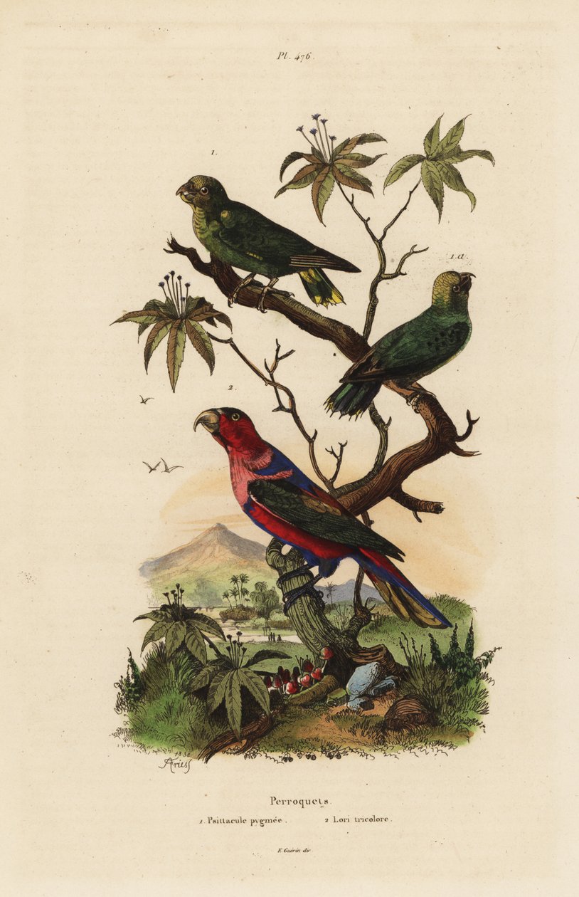 Loro pigmeo, Micropsitta pusio, y lori de cabeza negra, Lorius lorry de Unbekannt
