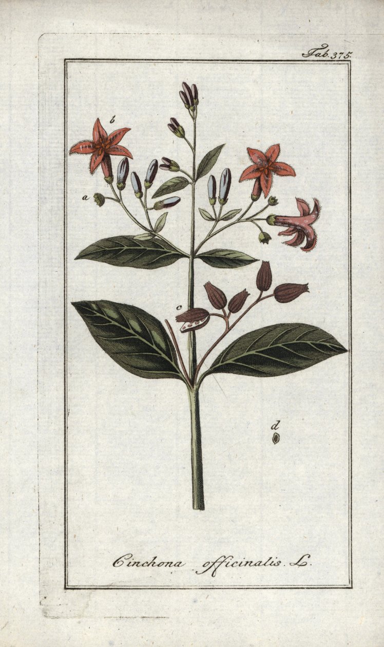 Quinquina (Cinchona officinalis). Litografía de "Afbeelding der Artseny-Gewassen" de Johannes Zorn (1739-1799), Países Bajos. de Unbekannter Künstler